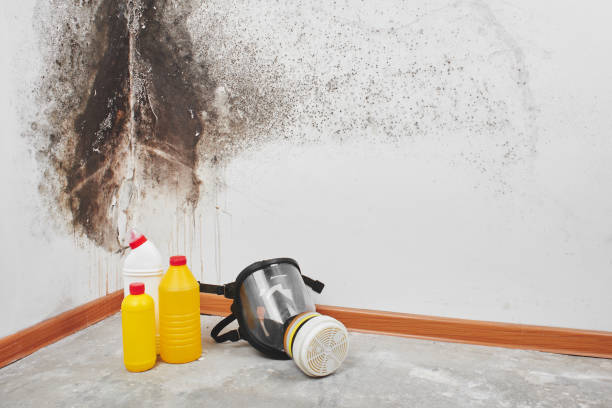 Best Same-Day Mold Removal  in Edgerton, WI