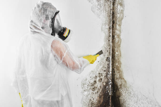 Best Mold Damage Repair  in Edgerton, WI