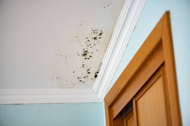 Best Attic Mold Removal  in Edgerton, WI