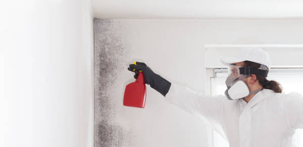 Best Best Mold Removal Companies  in Edgerton, WI