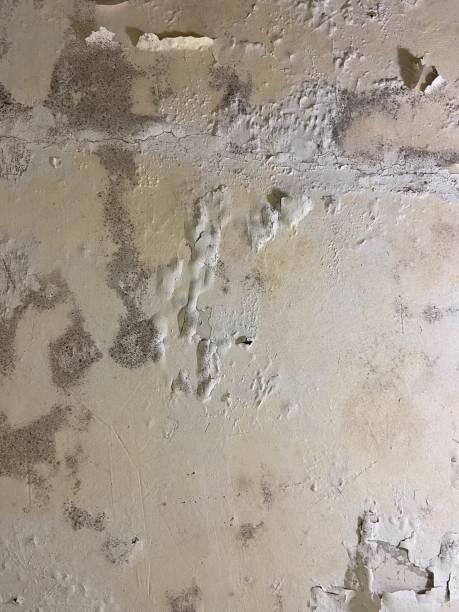 Best Crawl Space Mold Removal  in Edgerton, WI