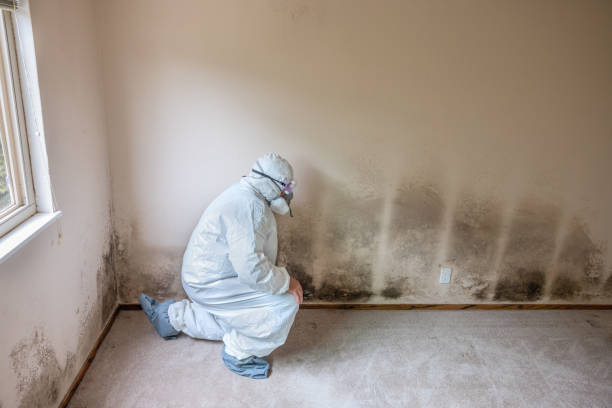 Best Home Mold Removal  in Edgerton, WI