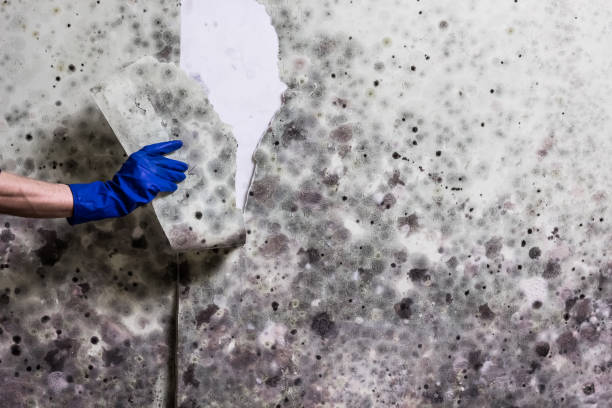 Trusted Edgerton, WI Mold Removal Experts